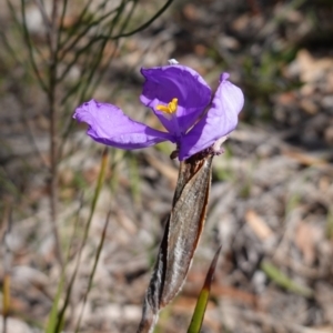 Patersonia sericea var. sericea at Tianjara, NSW - 21 Aug 2024 11:44 AM