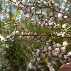 Styphelia ericoides (Pink Beard-Heath) at Tianjara, NSW - 21 Aug 2024 by RobG1