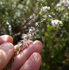 Styphelia ericoides at Tianjara, NSW - 21 Aug 2024