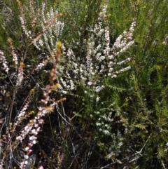 Styphelia ericoides at Tianjara, NSW - 21 Aug 2024