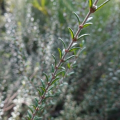 Aotus ericoides at Tianjara, NSW - 21 Aug 2024 by RobG1