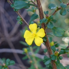 Hibbertia monogyna (A Guinea-Flower) at Tianjara, NSW - 21 Aug 2024 by RobG1