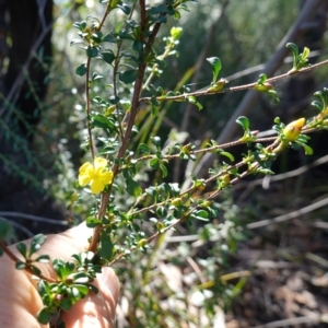 Hibbertia monogyna at Tianjara, NSW - 21 Aug 2024 12:05 PM