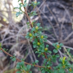 Hibbertia monogyna at Tianjara, NSW - 21 Aug 2024 12:05 PM