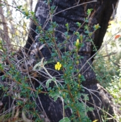 Hibbertia monogyna at Tianjara, NSW - 21 Aug 2024 12:05 PM