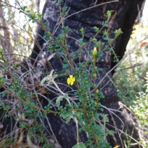 Hibbertia monogyna at Tianjara, NSW - 21 Aug 2024 12:05 PM