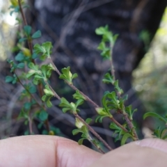 Hibbertia monogyna at Tianjara, NSW - 21 Aug 2024 12:05 PM