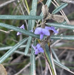 Hovea heterophylla at Tianjara, NSW - 21 Aug 2024 by JaneR