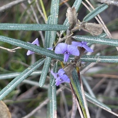 Hovea heterophylla at Tianjara, NSW - 21 Aug 2024 by JaneR