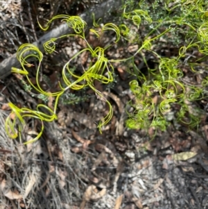 Caustis flexuosa at Tianjara, NSW - 21 Aug 2024