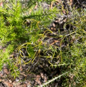 Caustis flexuosa at Tianjara, NSW - 21 Aug 2024