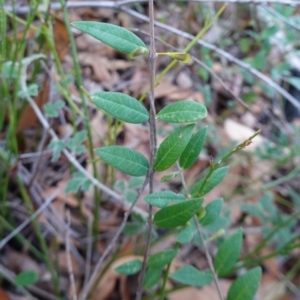 Bossiaea kiamensis at Tianjara, NSW - 21 Aug 2024