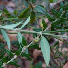 Bossiaea kiamensis at Tianjara, NSW - 21 Aug 2024