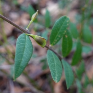 Bossiaea kiamensis at Tianjara, NSW - 21 Aug 2024