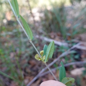 Bossiaea kiamensis at Tianjara, NSW - 21 Aug 2024