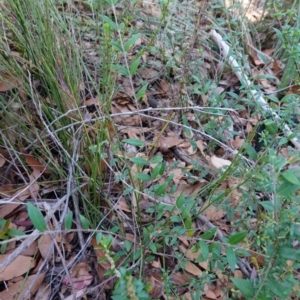 Bossiaea kiamensis at Tianjara, NSW - 21 Aug 2024