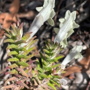 Chloanthes stoechadis at Tianjara, NSW - 21 Aug 2024