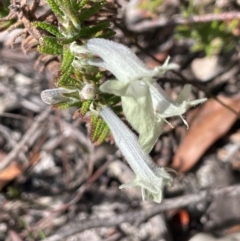 Chloanthes stoechadis at Tianjara, NSW - 21 Aug 2024 11:41 AM