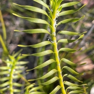 Lomandra obliqua at Tianjara, NSW - 21 Aug 2024 01:51 PM