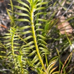 Lomandra obliqua at Tianjara, NSW - 21 Aug 2024 01:51 PM