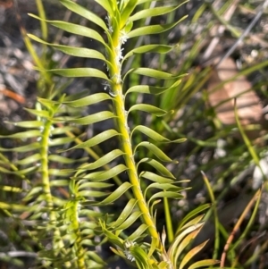 Lomandra obliqua at Tianjara, NSW - 21 Aug 2024