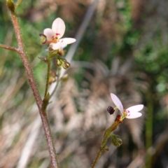 Stylidium laricifolium (Giant Triggerplant, Tree Triggerplant) at Tianjara, NSW - 21 Aug 2024 by RobG1