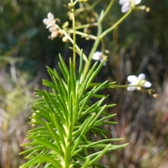 Stylidium laricifolium at Tianjara, NSW - 21 Aug 2024 12:14 PM