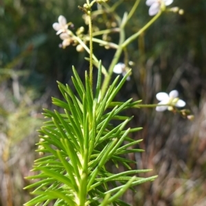 Stylidium laricifolium at Tianjara, NSW - 21 Aug 2024 12:14 PM