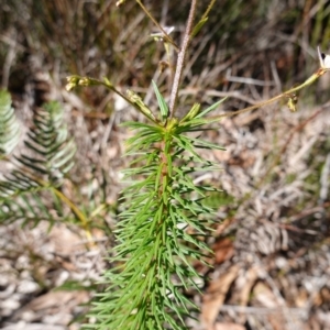 Stylidium laricifolium at Tianjara, NSW - 21 Aug 2024 12:14 PM