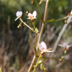 Stylidium laricifolium at Tianjara, NSW - 21 Aug 2024