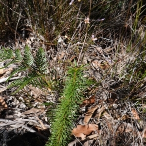 Stylidium laricifolium at Tianjara, NSW - 21 Aug 2024 12:14 PM