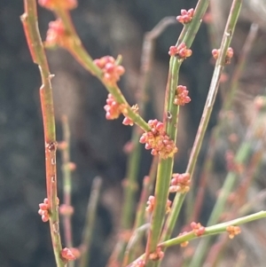 Amperea xiphoclada at Tianjara, NSW - 21 Aug 2024