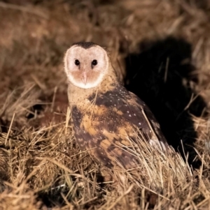 Tyto longimembris at Kairi, QLD - 29 Nov 2016 07:21 PM