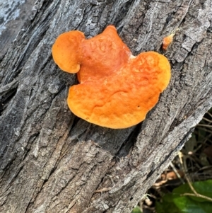 Trametes coccinea at Seventeen Seventy, QLD - 22 Aug 2024 12:58 PM
