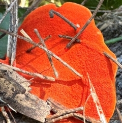 Trametes coccinea at Seventeen Seventy, QLD - 22 Aug 2024 12:58 PM
