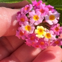 Lantana camara (Lantana) at Seventeen Seventy, QLD - 22 Aug 2024 by lbradley