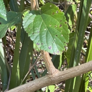 Lantana camara at Seventeen Seventy, QLD - 22 Aug 2024