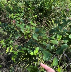 Lantana camara at Seventeen Seventy, QLD - 22 Aug 2024