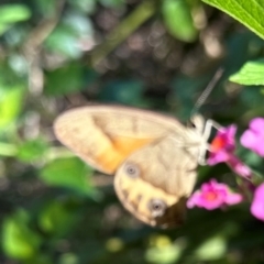 Hypocysta metirius at Seventeen Seventy, QLD - 22 Aug 2024 by lbradley