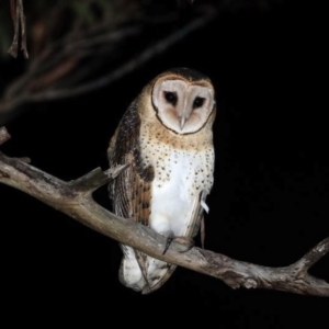 Tyto novaehollandiae at Wedderburn, NSW - 7 Aug 2016