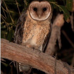 Tyto novaehollandiae at Wedderburn, NSW - 7 Aug 2016