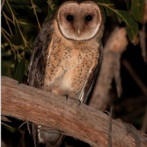 Tyto novaehollandiae at Wedderburn, NSW - 7 Aug 2016