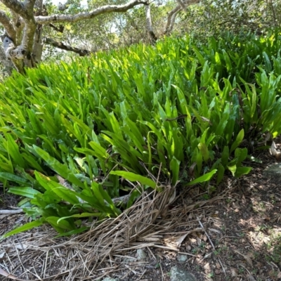 Microsorum punctatum (Climbing Bird's Nest Fern) at Seventeen Seventy, QLD - 22 Aug 2024 by lbradley