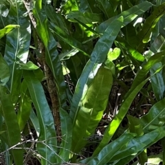 Microsorum punctatum at Seventeen Seventy, QLD - 22 Aug 2024 01:07 PM