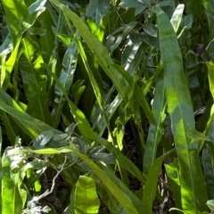 Microsorum punctatum at Seventeen Seventy, QLD - 22 Aug 2024 01:07 PM