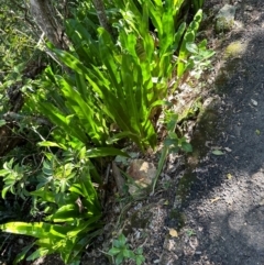 Microsorum punctatum at Seventeen Seventy, QLD - 22 Aug 2024 01:07 PM