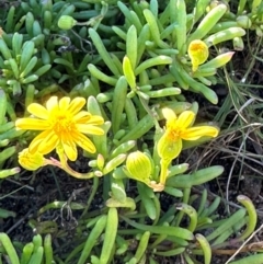 Senecio pinnatifolius at Seventeen Seventy, QLD - 22 Aug 2024 by lbradley