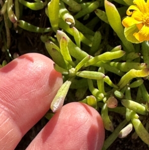 Senecio pinnatifolius var. pinnatifolius at Seventeen Seventy, QLD - 22 Aug 2024 01:33 PM
