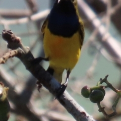 Cinnyris frenatus (Sahul Sunbird) at Inkerman, QLD - 18 Aug 2024 by lbradley