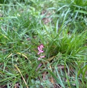 Fumaria muralis subsp. muralis at Kambah, ACT - suppressed